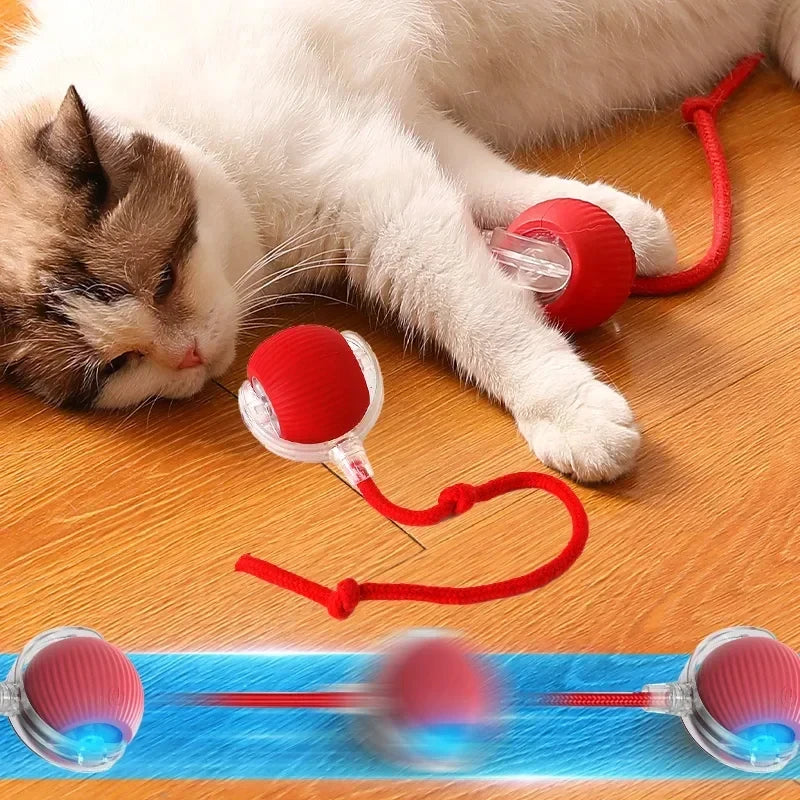 Cat Toys