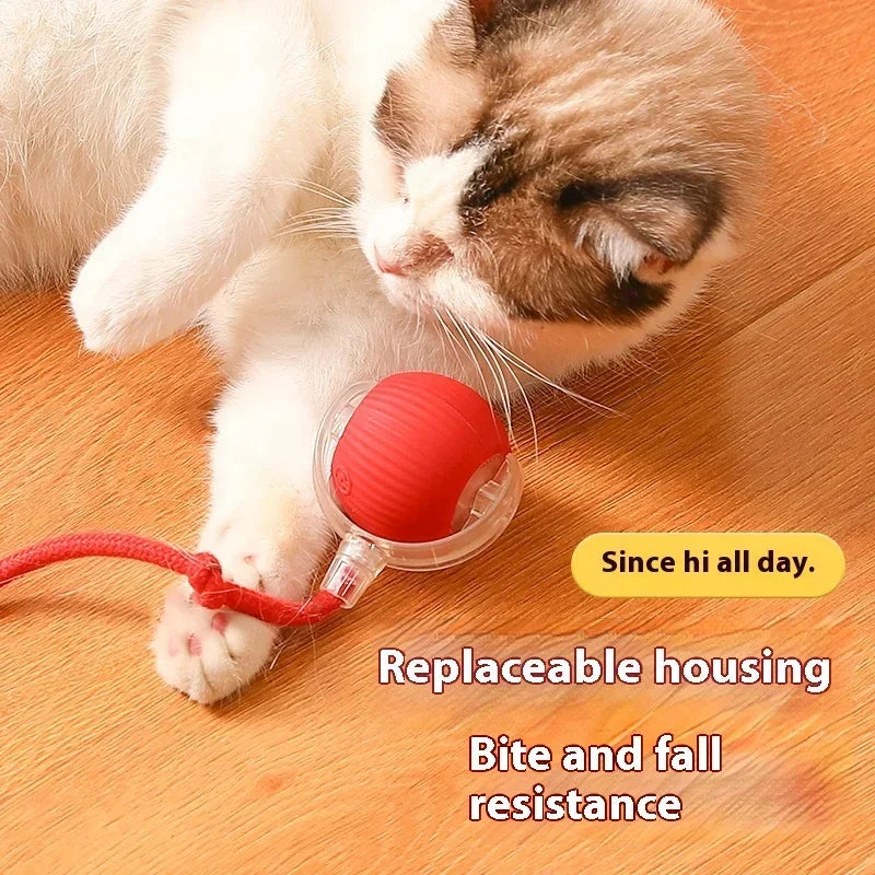 Cat Toys